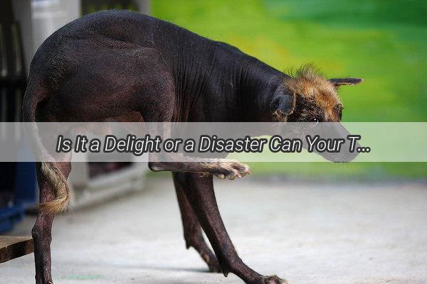 Is It a Delight or a Disaster Can Your Teddy Bear Dog Enjoy White Noodles